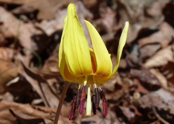 {Erythronium umbilicatum}